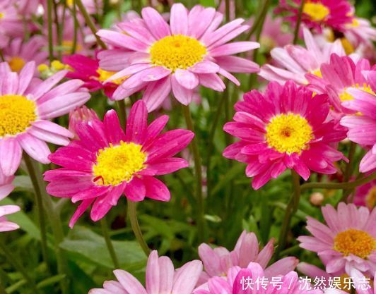 菊花|喜欢菊花 ,不如养“玫瑰精品”土星王阳台,丰腴婀娜,姿容高雅