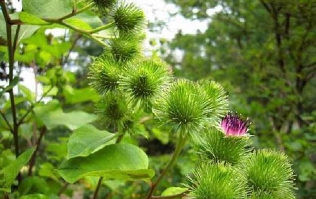 此物|此物能生紫色小果,被称“东洋参”,乡下很常见,却被人当成野草