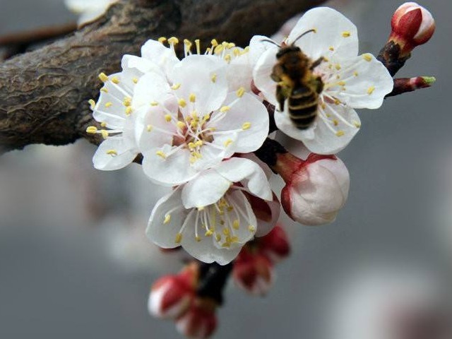 3花|女人过了42岁后,衰老速度加快,会用“3花”,祛斑养颜、抗衰老