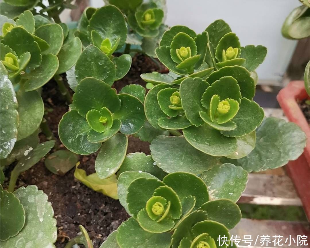 秋天3种花“睡醒了”,给它们补足养分,花苞长满枝头