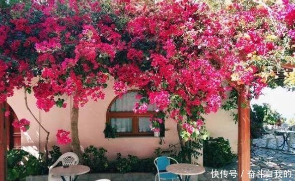 积水|她在院里养了一种花,3年之后美如画,见到的人都说像仙境!