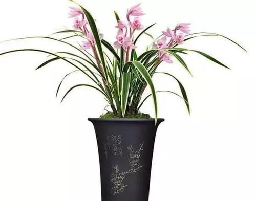  粉红|最美的荷瓣兰花，叶片金边亮眼，花色粉红，花瓣还有浓浓的酒香味