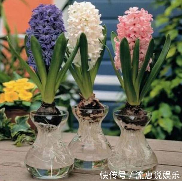 媳妇在家养盆栽风信子,花谢后这样处理,来年依旧花开灿烂