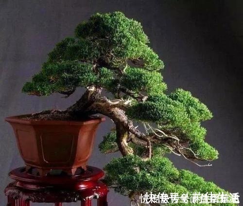 客厅|这“3种树”有钱人最爱养，比花还好看，客厅摆几盆，福气滚滚来！