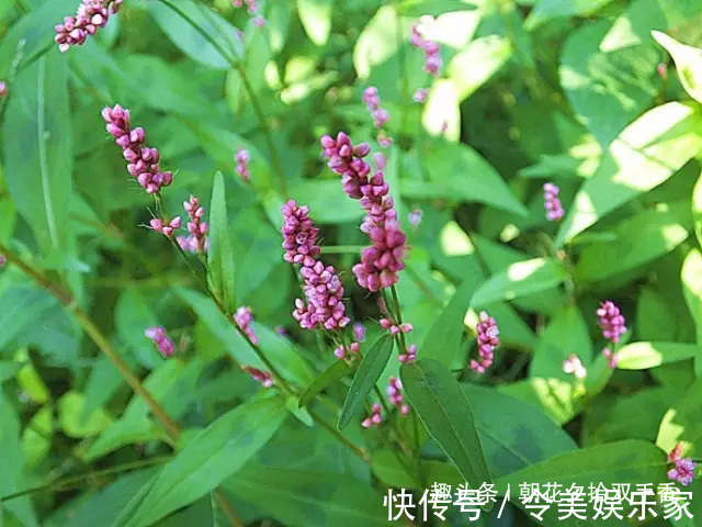 酸模叶蓼|乡下常见一种叶片有花纹的野草，营养丰富，可食用，也可药用！