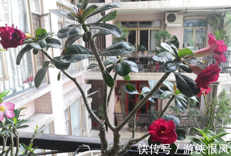 带大肚子的沙漠玫瑰,养护多注意这5点,霸气镇宅,开花比月季美