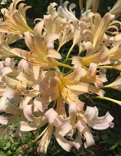 小院|一种花，种在花盆里种在小院里都可以，开花越来越多，漂亮鲜艳