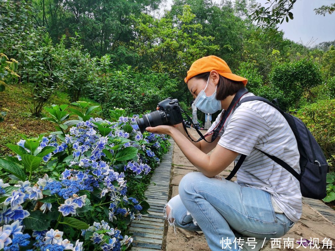 花友会|百颗毳毬谁织就，几枝琼萼露和圆 成都植物园“绣球花花”花友会与园艺爱好者浪漫相约