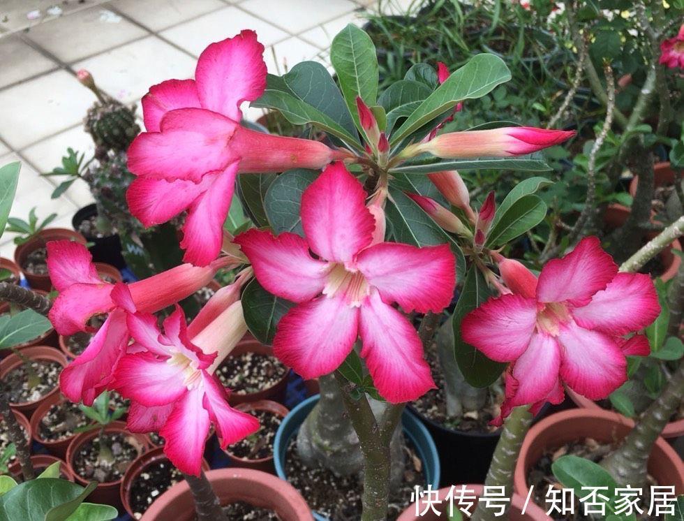 阳台上|4种花耐旱耐高温，花漂亮很好养，不用怎么管也长势很旺