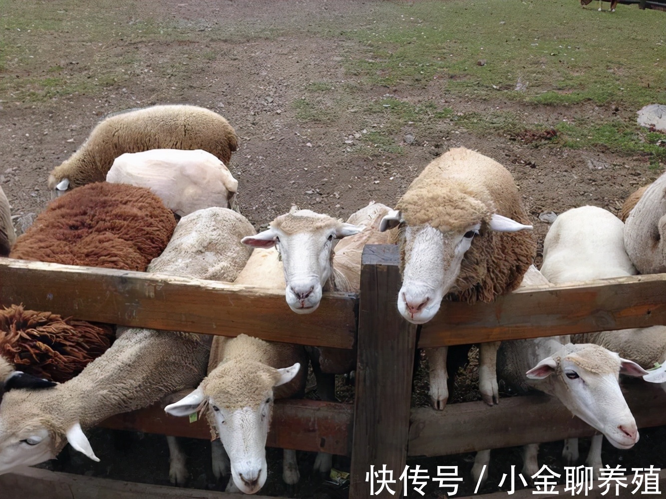 瘤胃|羊瘤胃积食怎么治疗?羊瘤胃积食快速解决方法,学会了很有用