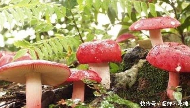 清明|农村这4种野菜,城里人想吃,乡下有个好亲戚也不一定弄到