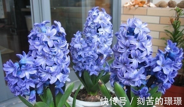 花卉|这种盆栽花卉美丽又高雅,花型简单而又美艳,是易爆盆的盆栽佳品