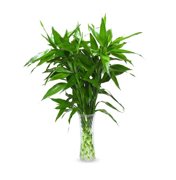 家里老人这么说，霜降养这3种有格调的“旺财花”，寓意财源滚滚!