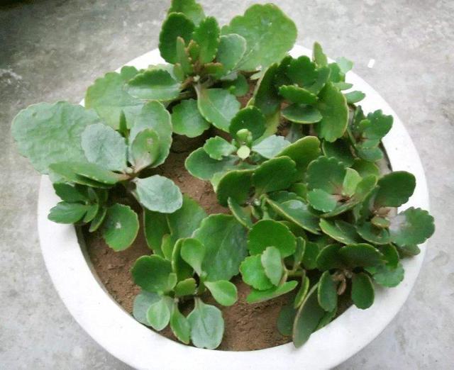 种花|2种花,现在快扦插,冬天就开花,天寒地冻赏''春色''