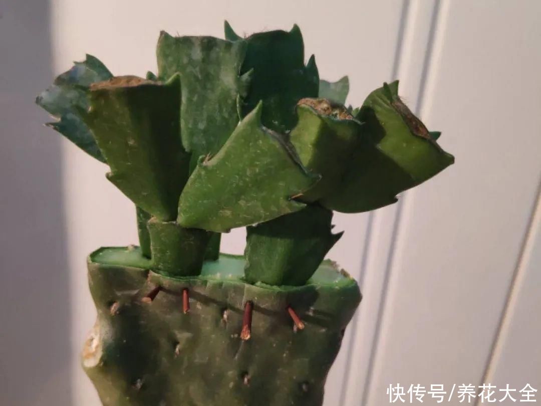 7种“落地生根”花，春天多插几棵，成活率特别高