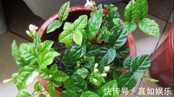 修剪|两个种植小秘诀，让您家里养茉莉花， 叶子油绿发光,花儿开满枝