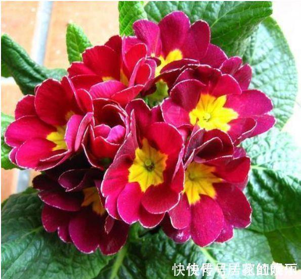 花色|4种花超优秀的,四季都开花,花朵漂亮,养护简单