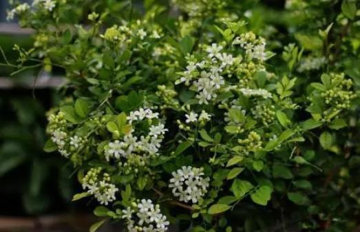 养护|丢了2盆绿萝,种上一棵“香水花”,比茉莉好养,清香小半年