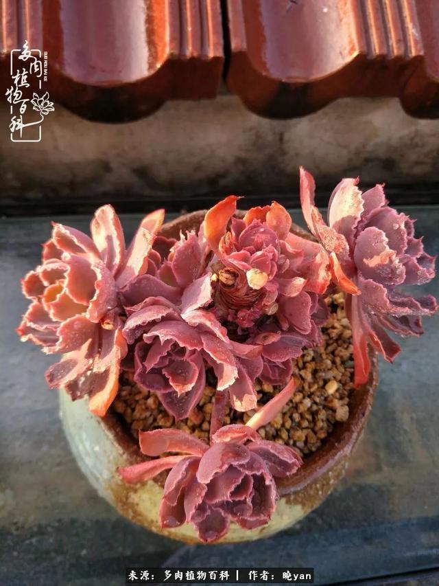 养多肉近四年,一路的走来,阳光总在风雨后!