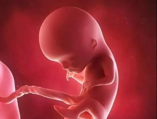 胚胎|怀孕1~10个月,胎儿发育变化全过程!想“修炼成人”还得过四关