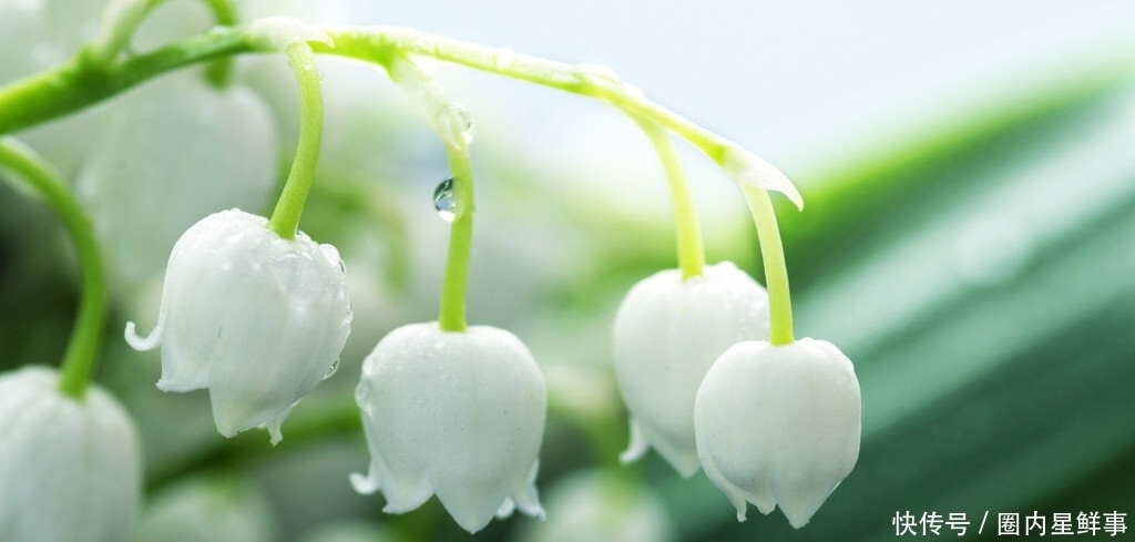 花草|5种花草栽进院子里，帮你打造出四季有花赏，时时有花香的小花园