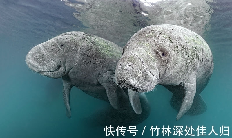 honor|怀孕时间最长的3种动物,海牛榜上有名,怀孕时间达13个月!