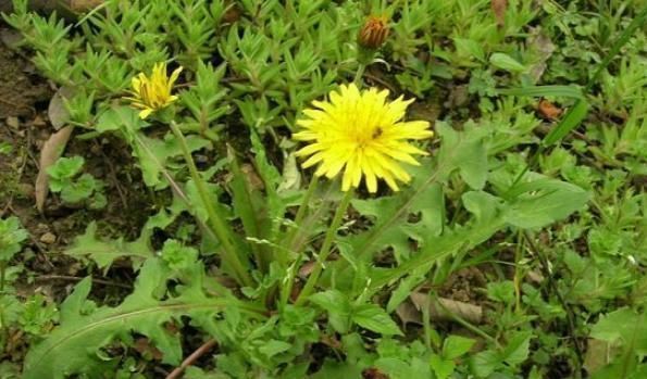 柠檬蜂蜜|蒲公英被称为“神仙草”,泡水喝却有3大禁忌,喝错反而伤身体