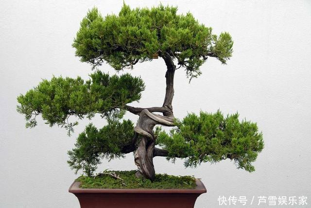 养花|养花高手养护罗汉松有”绝招“，叶子“油绿”不在变黄。