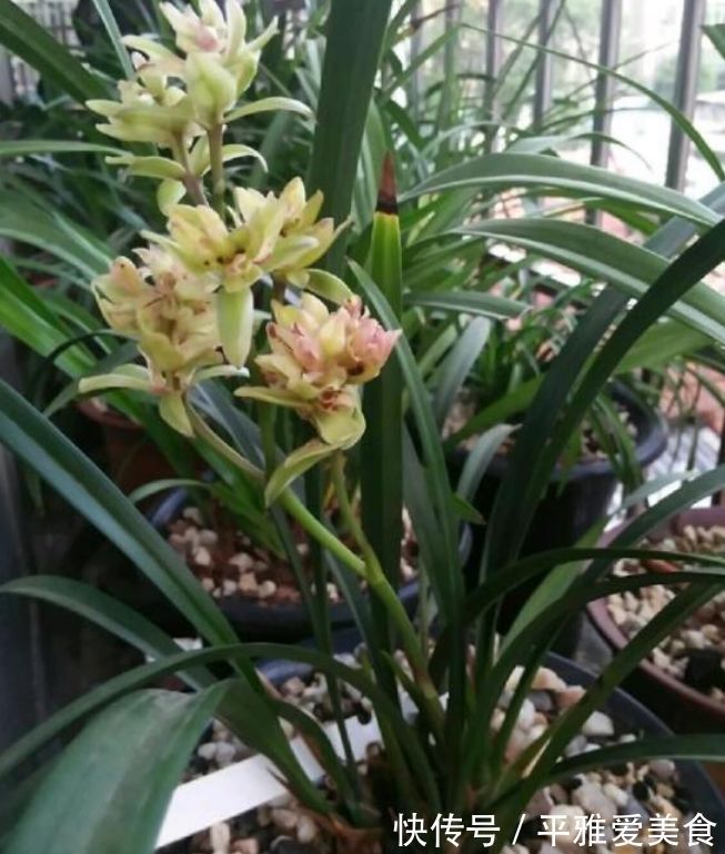 富山奇蝶|5种花好养又漂亮,不用管照样长得旺,年年开花不断,美翻天!