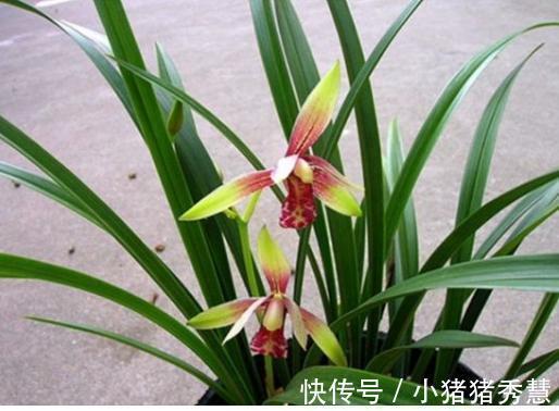 朋友们|养兰花是“大坑”这3种养护秘籍学会了,还愁兰花不爆盆