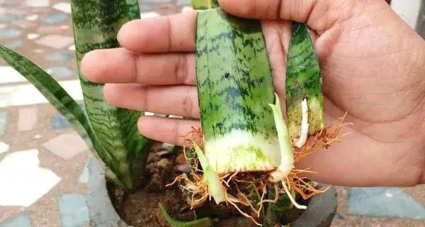 夏天这8种花不用买,叶子丢进花盆里,嗖嗖长白根