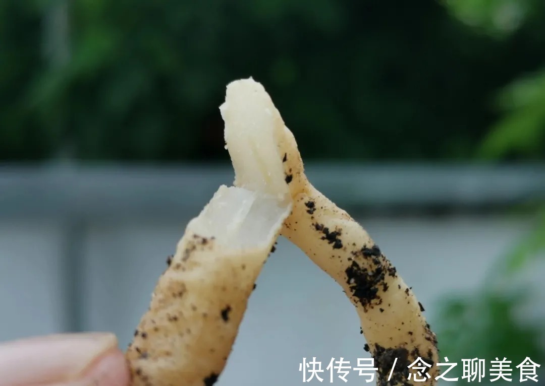 梅雨季节|梅雨季节室外养兰花，如何有效避免烂根？这个技巧值得收藏