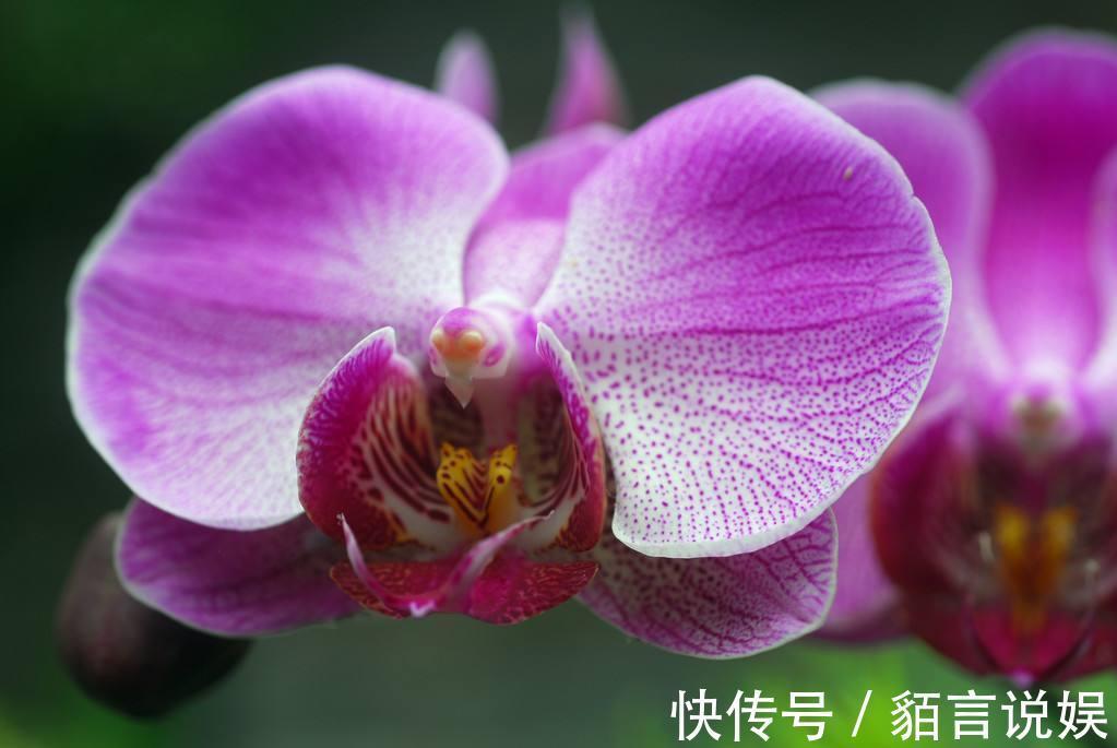 修剪|蝴蝶兰是有名的年宵花,开花似蝴蝶,十分好养你也能上手