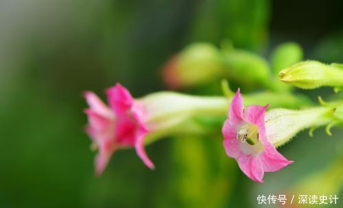  最有仙气的4种花，迷人的花朵，开满整个花盆，越养越喜欢