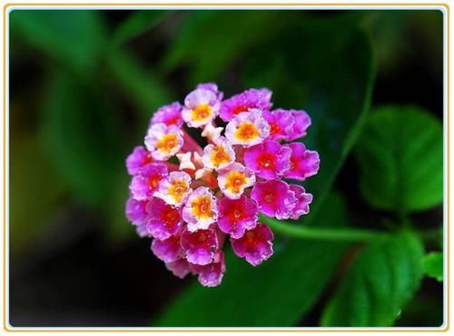 满枝|养花试试这几款，繁花满枝，常年艳丽，一年四季都可花开不绝