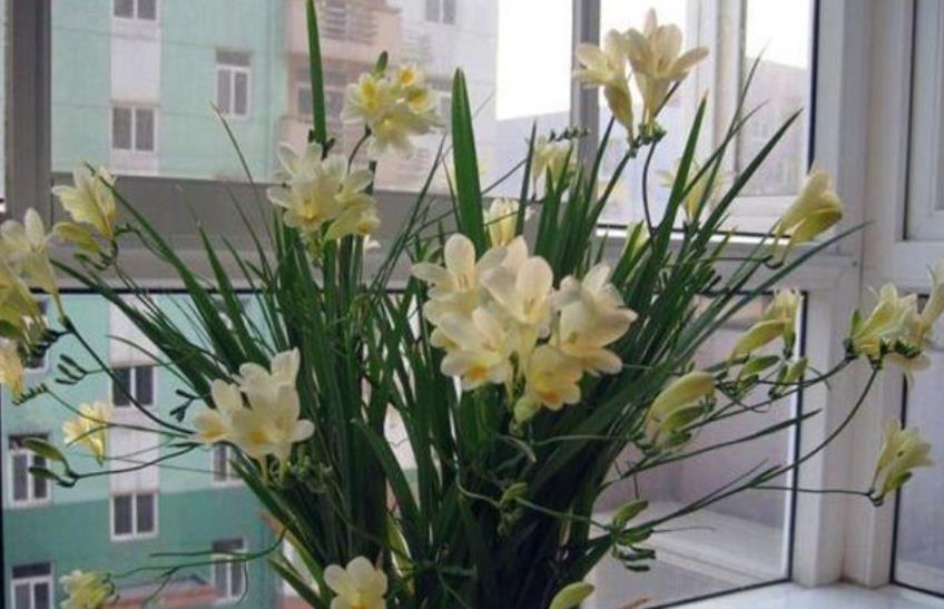 分享一款“香水花”,漂亮好养还值钱,是大牌香水提取原料