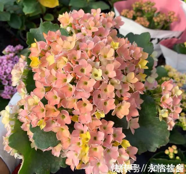 养花技巧：折腾不死的25种花，咋养都爆盆，懒人最适合