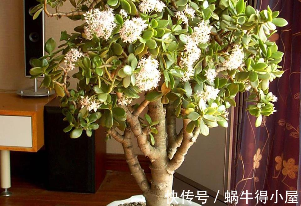 修剪|玉树的逆袭:怎么从田间野菜转变成高档盆景金枝玉叶?