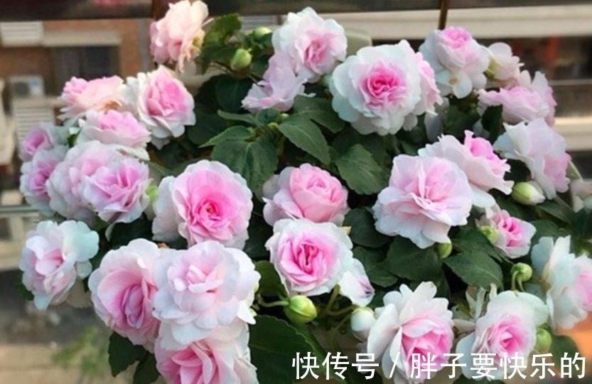 木香花木香花|庭院选这几款花，花姿妖娆，花开娇艳美不胜收，一年四季都赏花