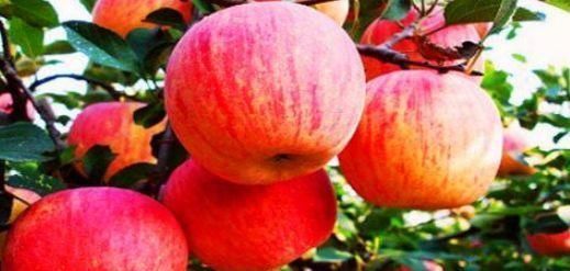  适合|女性适合吃的食物，健胃消食，排毒瘦身，清理毒素