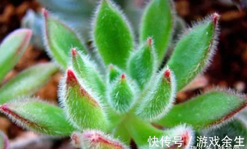 空气再干燥,“12种花”也别喷水,容易黄叶、腐烂和枯萎