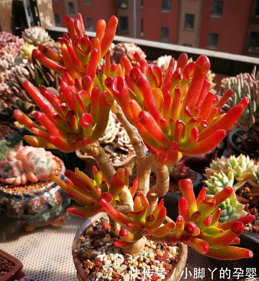 客厅见树,家兴人旺!6种吉利树,好养寓意好,还能养身体