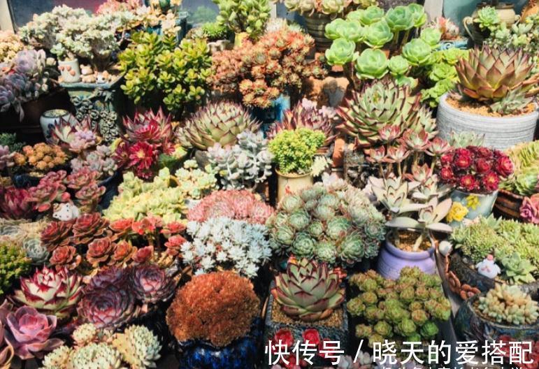 送朋友多肉又不落俗套?红橙黄绿青蓝紫彩虹系7色多肉了解一下!