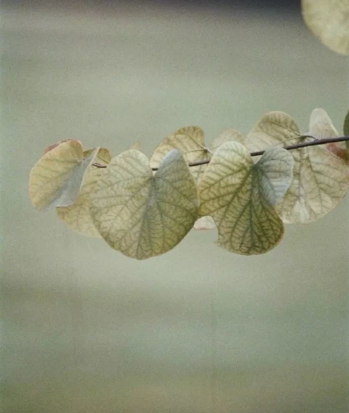 谨慎|曾国藩居官不败的五大处事原则