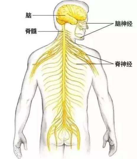 筋脉|拉开身上“筋结”，体内百病去，8至80岁都适用，简单有效