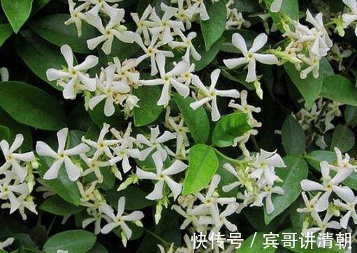 几款花卉花艳易爆盆,漂亮好闻,花开美观又大气