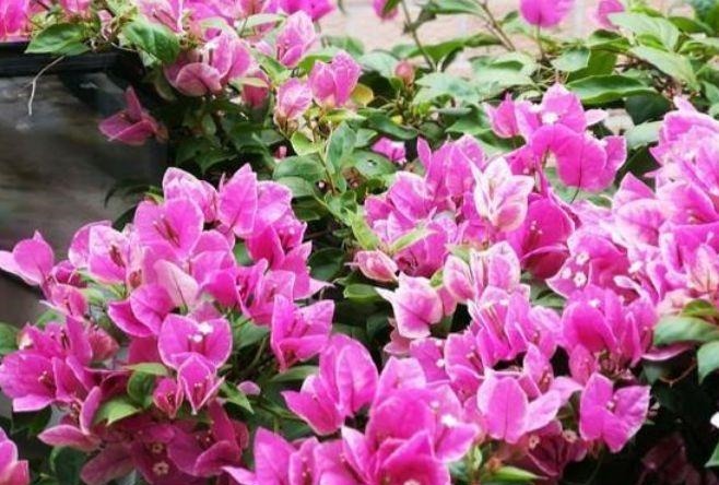 养花就养个花期长的,花姿妖娆,四季繁花似锦,姿色艳丽