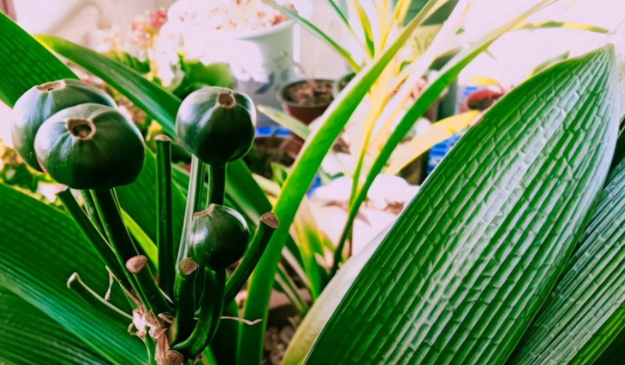 家养“6种花”，抓紧搬进屋，可保证后期生长顺利，芳香四溢