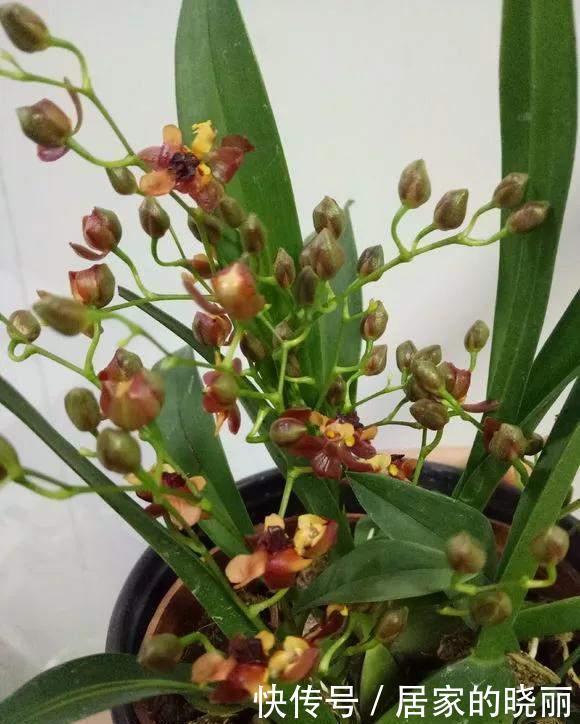 种花|4种花不能用土养,不然浇水就烂根,花再多精力也没用