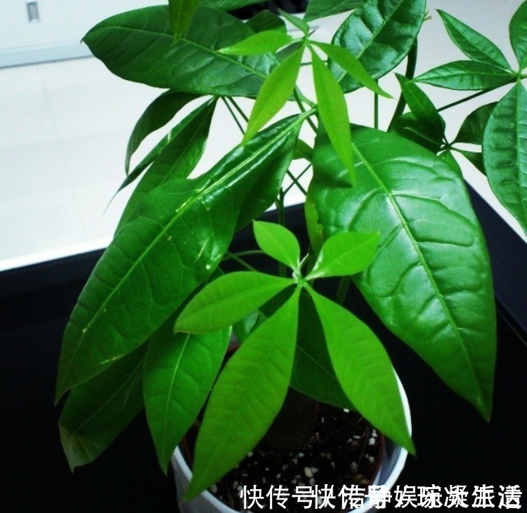 家里摆上10种花，越来越兴旺、发达，个个都是“吉祥”花